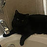 Puma joined the competition — help win amazing prizes! cat, black_cat, bathtub, pet, animal, indoor, curious, feline, fur, eyes, shadow, bathroom, relaxed, home, domestic_animal, quiet, resting, quiet_moment, dark, cozy