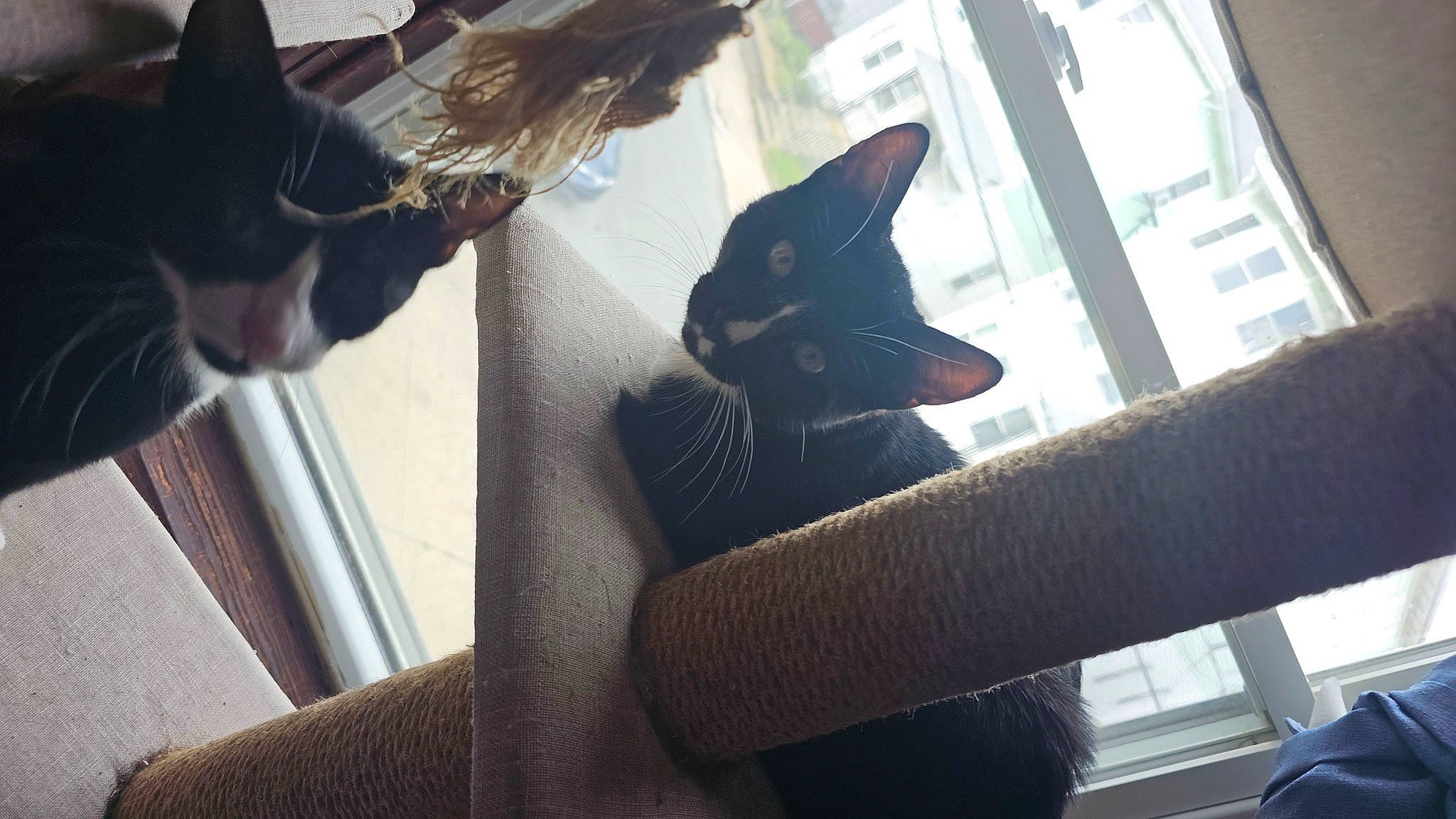 Skunk is registered to the contest to win money with this photo: black_cat, carnivore, cat, comfort, domestic_short_haired_cat, ear, felidae, fur, human_leg, mammal, small_to_medium_sized_cats, snout, tail, textile, tints_and_shades, tree, vertebrate, whiskers, window, wood