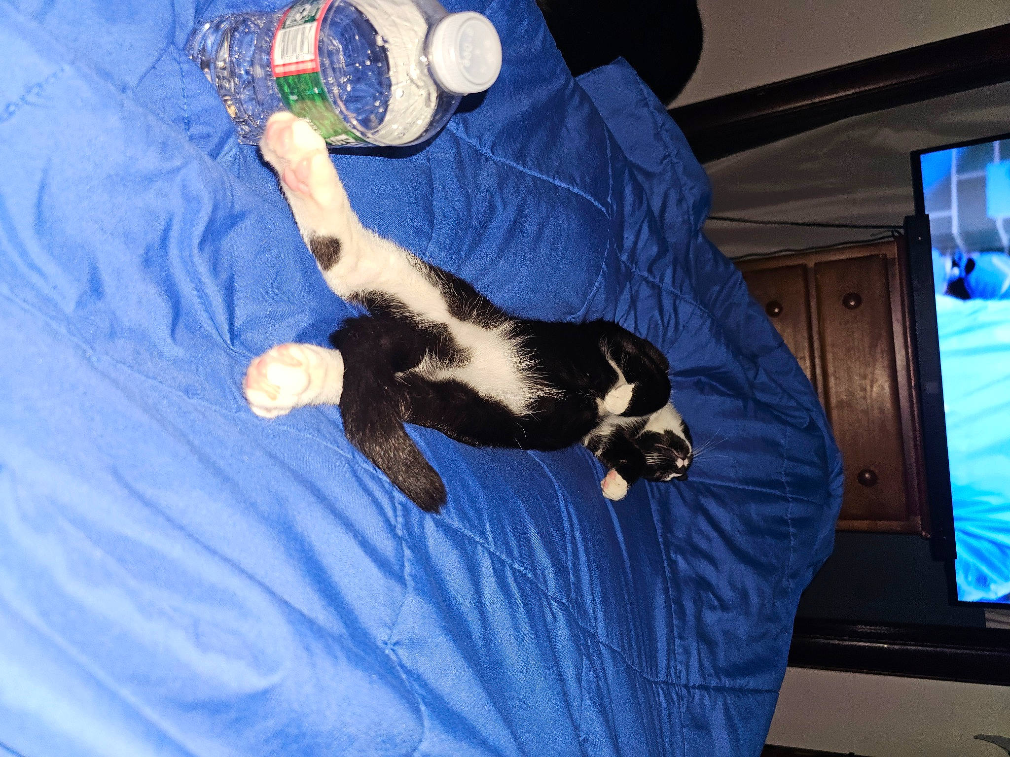 Skunk joined the competition — help win amazing prizes! bed, blue, carnivore, cat, comfort, companion_dog, couch, dog_breed, elbow, electric_blue, felidae, fur, human_body, human_leg, linens, small_to_medium_sized_cats, sporting_group, tail, whiskers, world