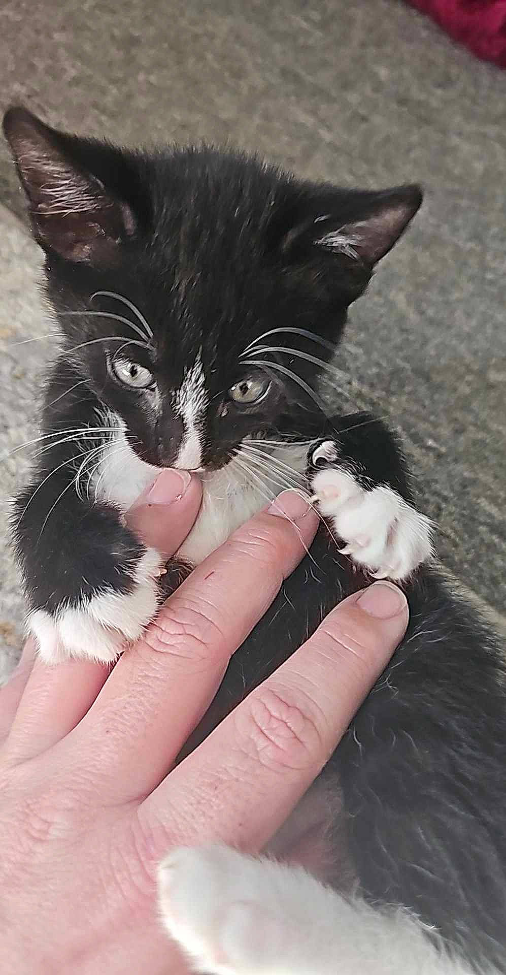 Skunk joined the competition — help win amazing prizes! carnivore, cat, claw, domestic_short_haired_cat, felidae, finger, foot, fur, gesture, hand, nail, paw, small_to_medium_sized_cats, snout, tail, thumb, whiskers