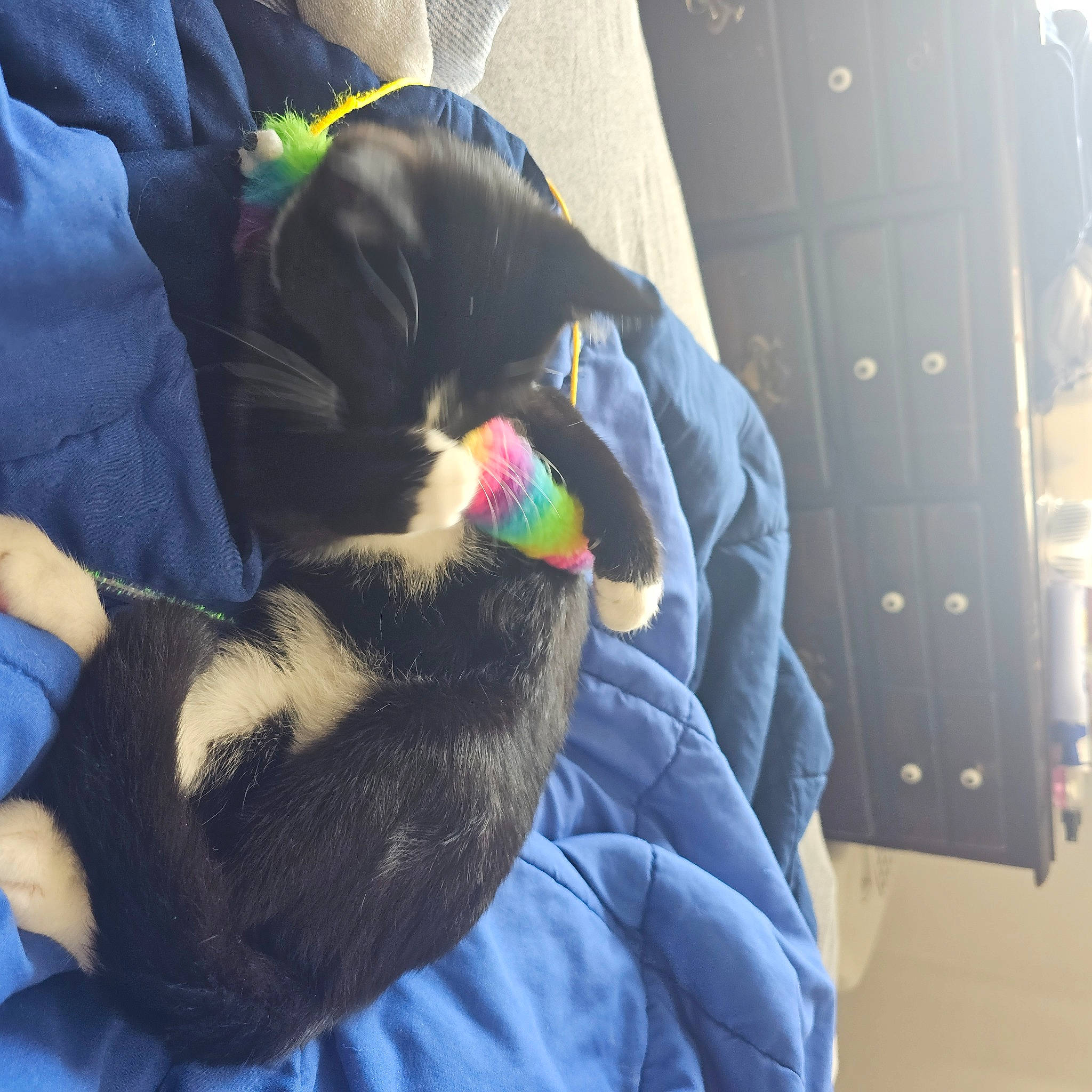 Skunk joined the competition — help win amazing prizes! canidae, carnivore, comfort, companion_dog, dog, dog_breed, dog_supply, electric_blue, fur, linens, nap, pet_supply, sporting_group, tail