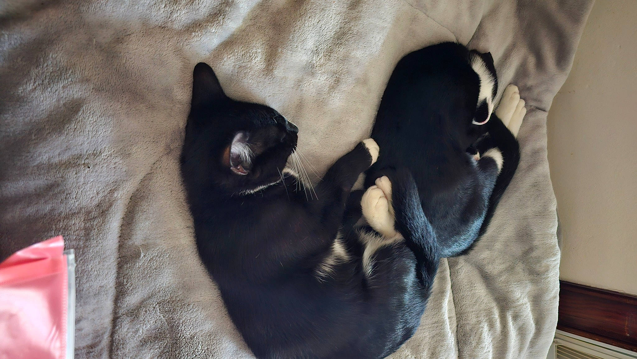 Skunk joined the competition — help win amazing prizes! black_cat, canidae, carnivore, cat, comfort, companion_dog, dog_breed, domestic_short_haired_cat, felidae, fur, grey, linens, mammal, nap, paw, small_to_medium_sized_cats, sporting_group, tail, vertebrate, whiskers