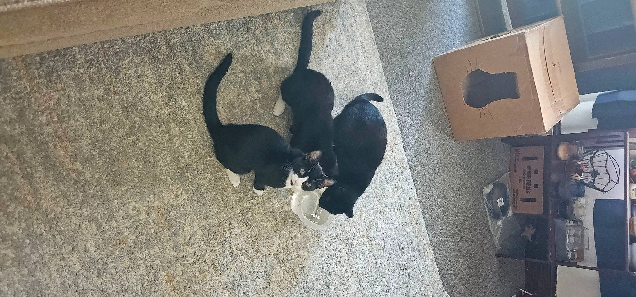 Blue joined the competition — help win amazing prizes! canidae, carnivore, cat, dog_breed, felidae, floor, flooring, fur, gas, grey, hardwood, paw, shadow, shipping_box, small_to_medium_sized_cats, snout, sporting_group, tail, whiskers, wood