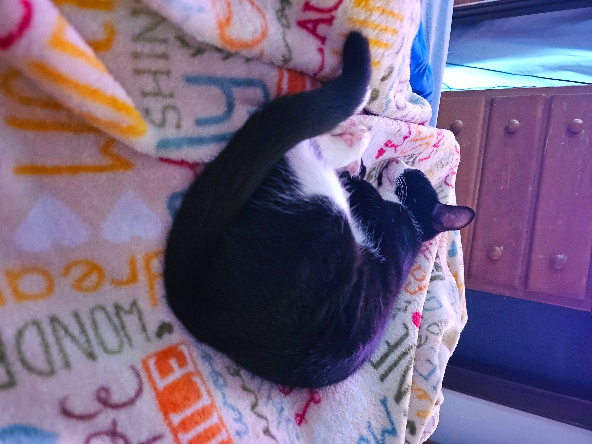 Blue joined the competition — help win amazing prizes! canidae, carnivore, cat, collar, comfort, companion_dog, dog_breed, door, felidae, font, fur, linens, magenta, nap, small_to_medium_sized_cats, tail, textile, whiskers