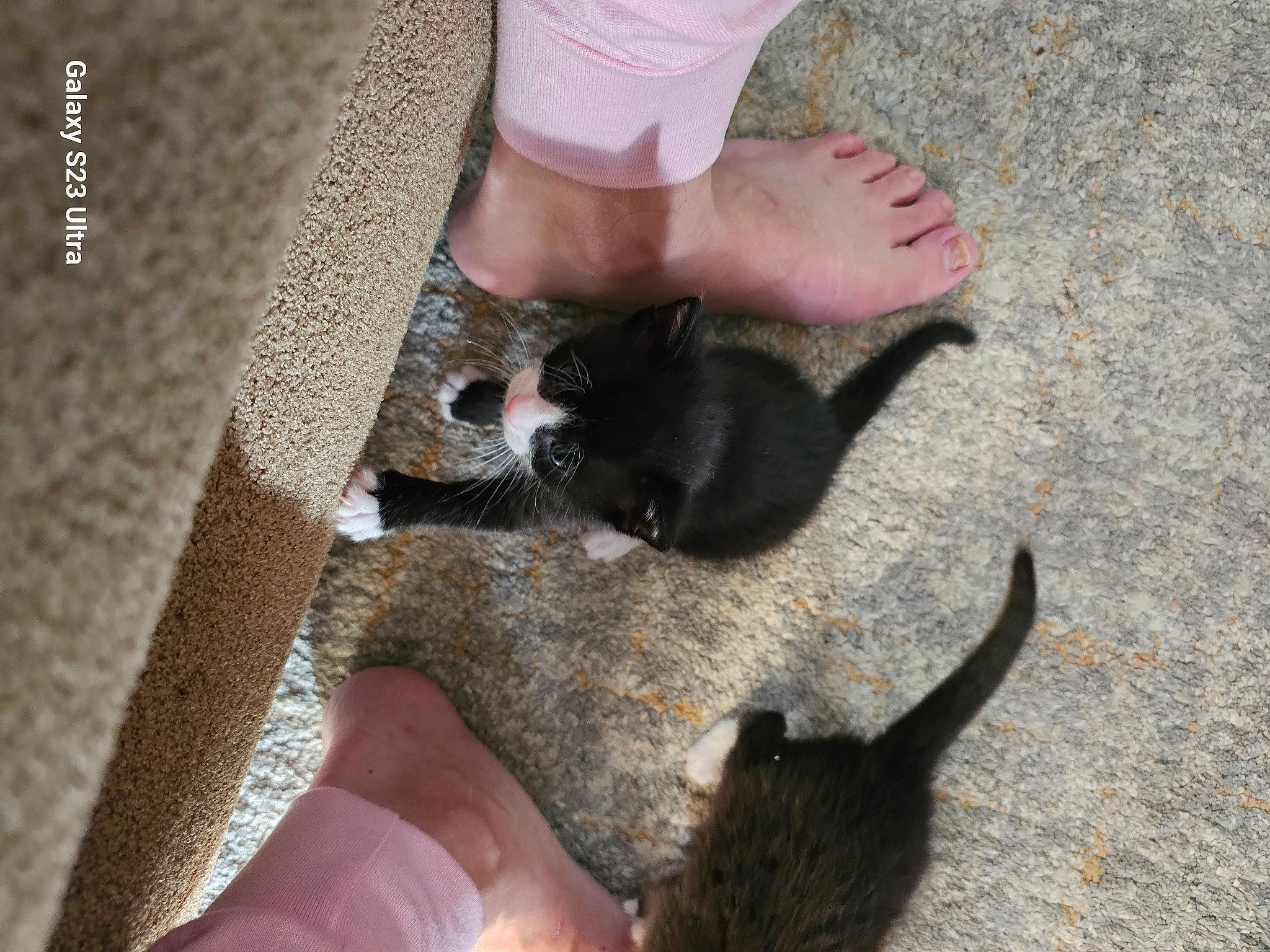 Blue is registered to the contest to win money with this photo: bombay, carnivore, cat, claw, dog_breed, domestic_short_haired_cat, fawn, felidae, finger, foot, fur, human_leg, nail, paw, small_to_medium_sized_cats, snout, tail, terrestrial_animal, toe, whiskers