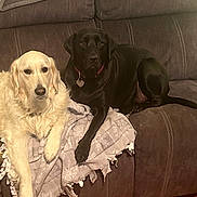 Stellaluna is registered to the contest to win money with this photo: dog, golden_retriever, black_lab, couch, blanket, pet, indoor, relaxed, animal, friendship, companion, fur, paw, collar, home, living_room, resting, two_dogs, mammal, cute