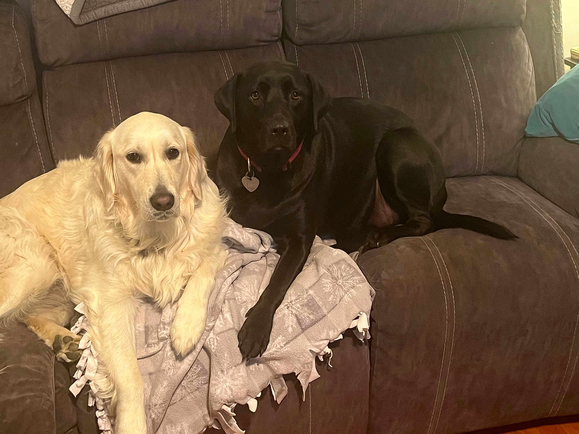 Stellaluna is registered to the contest to win money with this photo: dog, golden_retriever, black_lab, couch, blanket, pet, indoor, relaxed, animal, friendship, companion, fur, paw, collar, home, living_room, resting, two_dogs, mammal, cute