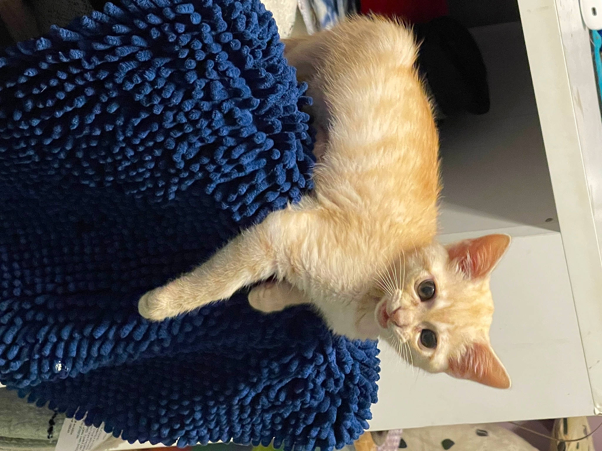 Faith is registered to the contest to win money with this photo: carnivore, cat, claw, domestic_short_haired_cat, electric_blue, fawn, felidae, foot, fur, mammal, pattern, paw, small_to_medium_sized_cats, snout, tail, vertebrate, whiskers, wool, woolen, woven_fabric