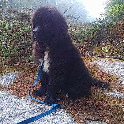 Teddy is registered to the contest to win money with this photo: