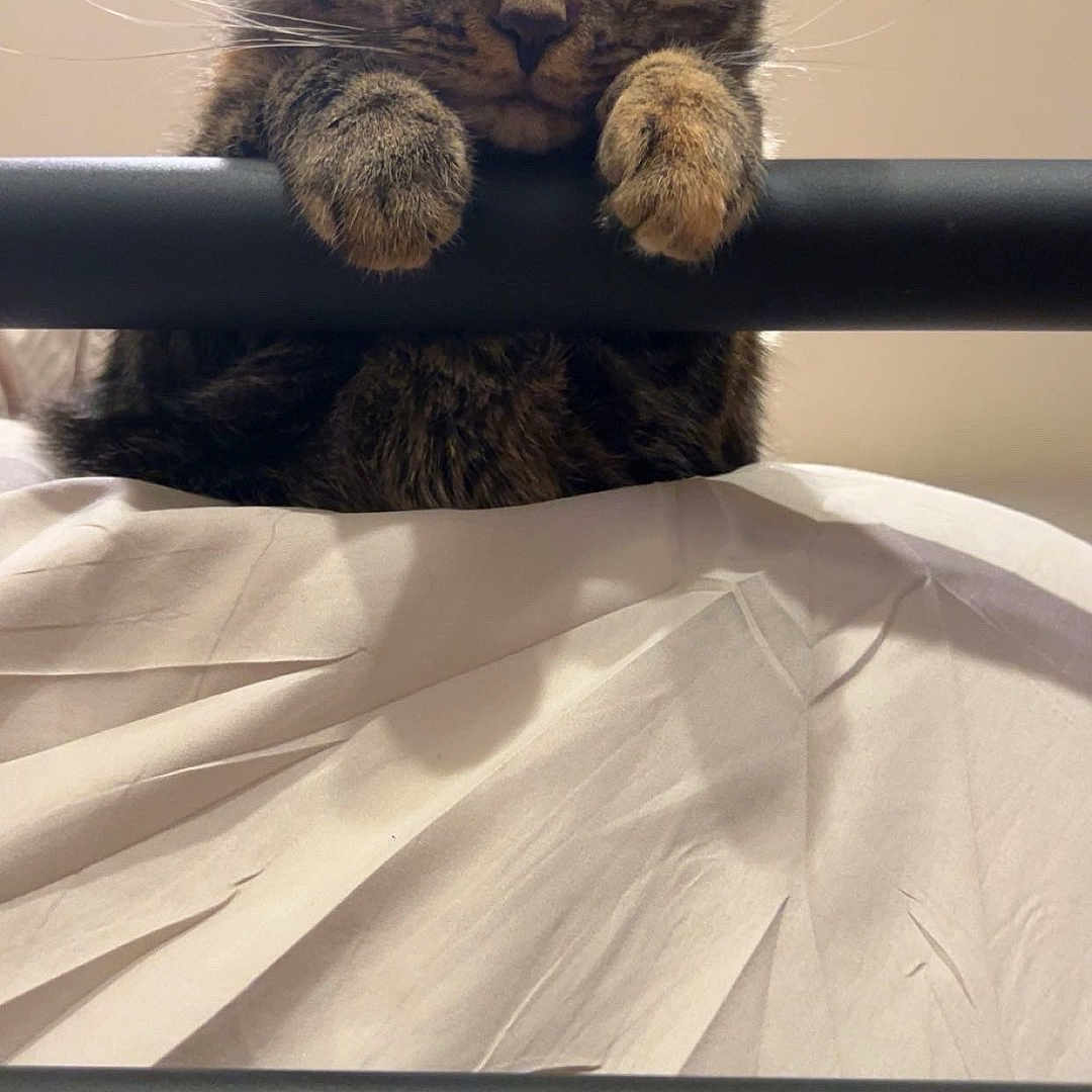 Bina Rowens Smith joined the competition — help win amazing prizes! bed, bed_frame, blanket, cat, close_up, curious, cute, ears, fur, furniture, indoors, looking_down, metal_rail, paw, pet, portrait, sheet, sleepy, tabby_cat, whiskers