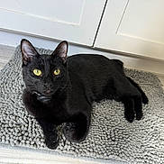 Binx joined the competition — help win amazing prizes! cat, black_cat, pet, indoor, floor, mat, yellow_eyes, fur, animal, domestic_cat, relaxed, laying_down, curious, cabinet, home, cozy, texture, whiskers, ears, paws