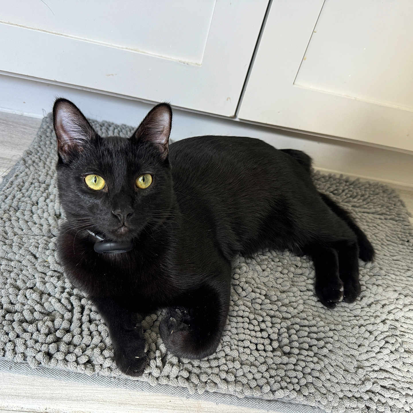Binx joined the competition — help win amazing prizes! cat, black_cat, pet, indoor, floor, mat, yellow_eyes, fur, animal, domestic_cat, relaxed, laying_down, curious, cabinet, home, cozy, texture, whiskers, ears, paws