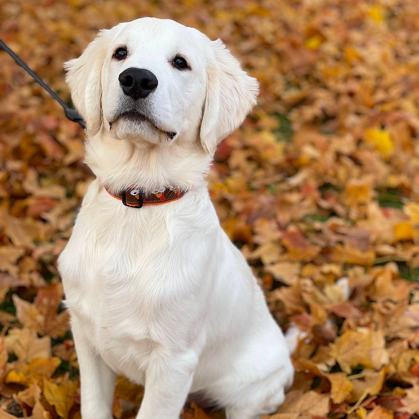 Shiloh joined the competition — help win amazing prizes! canidae, carnivore, collar, companion_dog, dog, dog_breed, dog_collar, dog_supply, fashion_accessory, fawn, fur, leash, pet_supply, plant, puppy, retriever, snout, sporting_group, whiskers, working_animal