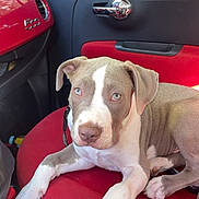 Ice participe au concours pour gagner de l'argent avec cette photo : dog, puppy, blue_eyes, car_interior, red_seat, pet, animal, canine, relaxed, sitting, looking_at_camera, cute, domestic_animal, young_dog, vehicle, side_mirror, door_handle, window, leash, bright_lighting