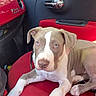 dog, puppy, blue_eyes, car_interior, red_seat, pet, animal, canine, relaxed, sitting, looking_at_camera, cute, domestic_animal, young_dog, vehicle, side_mirror, door_handle, window, leash, bright_lighting