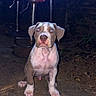 Ice a rejoint le concours — aidez-le/la à gagner de superbes lots ! puppy, dog, outdoor, night, bar_stool, metal, pink_seat, concrete, curious, pet, animal, illuminated, flash, sitting, young_dog, ground, leaves, dark, fence, backyard