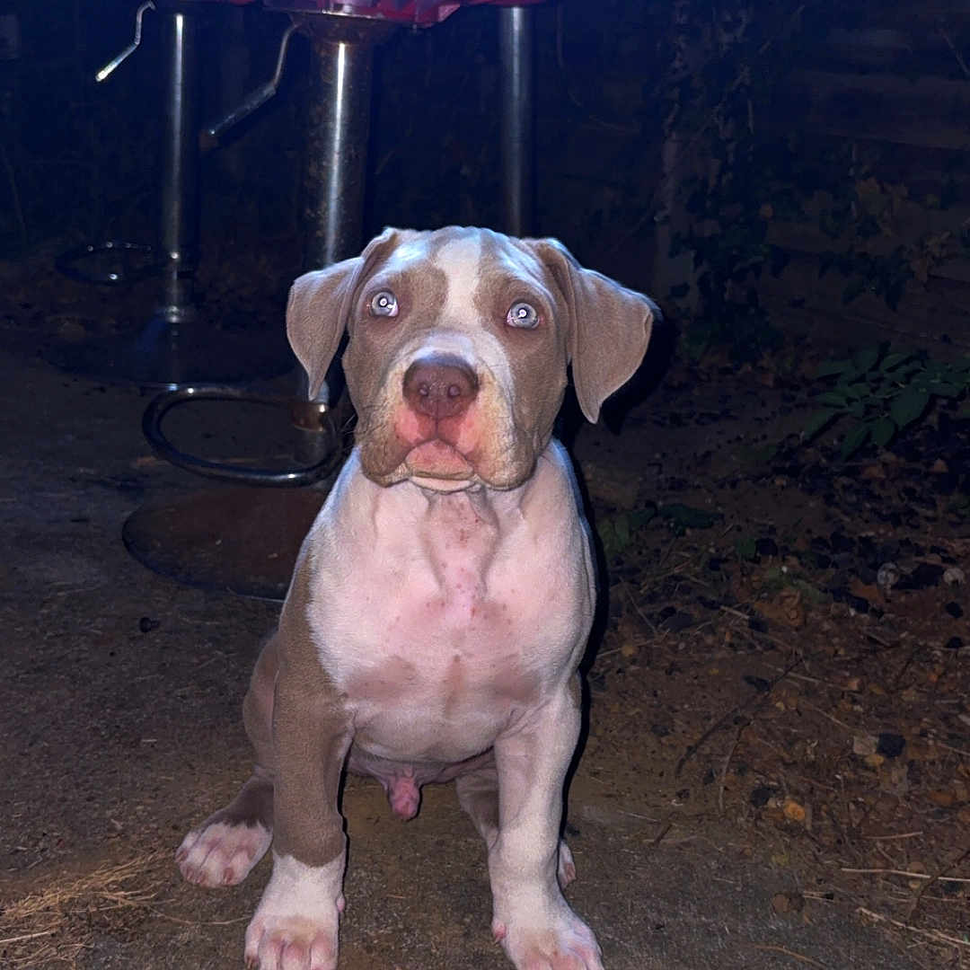 Ice a rejoint le concours — aidez-le/la à gagner de superbes lots ! puppy, dog, outdoor, night, bar_stool, metal, pink_seat, concrete, curious, pet, animal, illuminated, flash, sitting, young_dog, ground, leaves, dark, fence, backyard