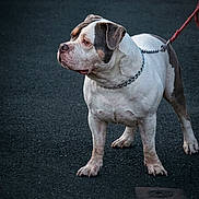 Jaïro a rejoint le concours — aidez-le/la à gagner de superbes lots ! alert, animal, asphalt, brown, canine, chain_collar, collar, companion, dog, domestic, focused, leash, mammal, outdoor, pet, portrait, side_view, standing, walking, white