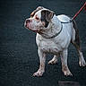 alert, animal, asphalt, brown, canine, chain_collar, collar, companion, dog, domestic, focused, leash, mammal, outdoor, pet, portrait, side_view, standing, walking, white
