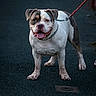 Jaïro participe au concours pour gagner de l'argent avec cette photo : animal, black_asphalt, bulldog, canine, closeup, collar, daylight, dog, domestic_animal, happy, leash, mammal, outdoor, paw, pet, road, standing, street, tongue_out, walking