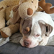 Jaïro a rejoint le concours — aidez-le/la à gagner de superbes lots ! dog, stuffed_toy, moose, plush, couch, blanket, indoor, relaxed, pet, brown, white, furniture, cozy, animal, canine, soft, companion, resting, home, cute