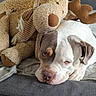 dog, stuffed_toy, moose, plush, couch, blanket, indoor, relaxed, pet, brown, white, furniture, cozy, animal, canine, soft, companion, resting, home, cute
