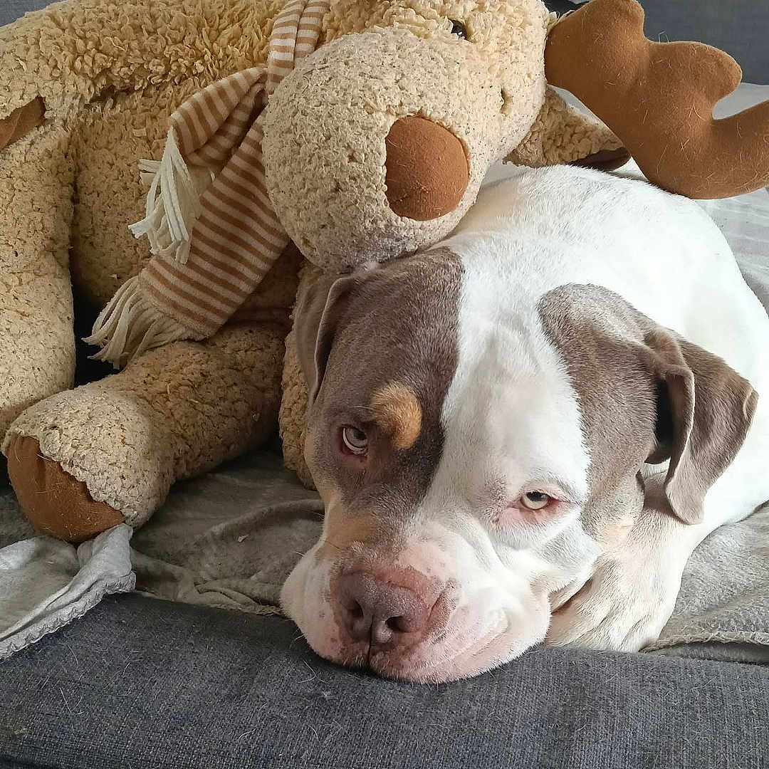Jaïro a rejoint le concours — aidez-le/la à gagner de superbes lots ! dog, stuffed_toy, moose, plush, couch, blanket, indoor, relaxed, pet, brown, white, furniture, cozy, animal, canine, soft, companion, resting, home, cute