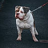 Jaïro participe au concours pour gagner de l'argent avec cette photo : animal, brown, bulldog, canine, companion, dog, domestic_animal, leash, leash_chain, muscular, outdoor, pavement, pet, pet_care, portrait, short_hair, standing, street, walking, white