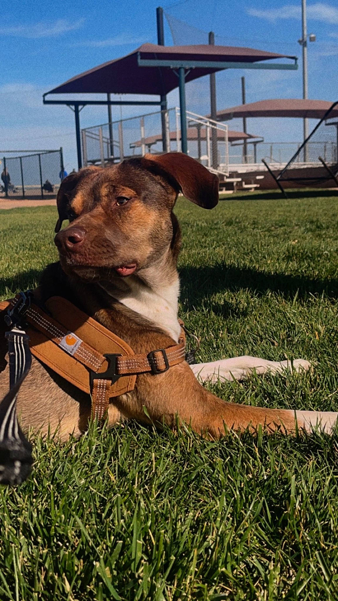 Bandit joined the competition — help win amazing prizes! carnivore, cloud, collar, companion_dog, dog, dog_breed, dog_collar, dog_supply, fawn, grass, grassland, hound, liver, pet_supply, plant, prairie, sky, snout, sporting_group, working_animal