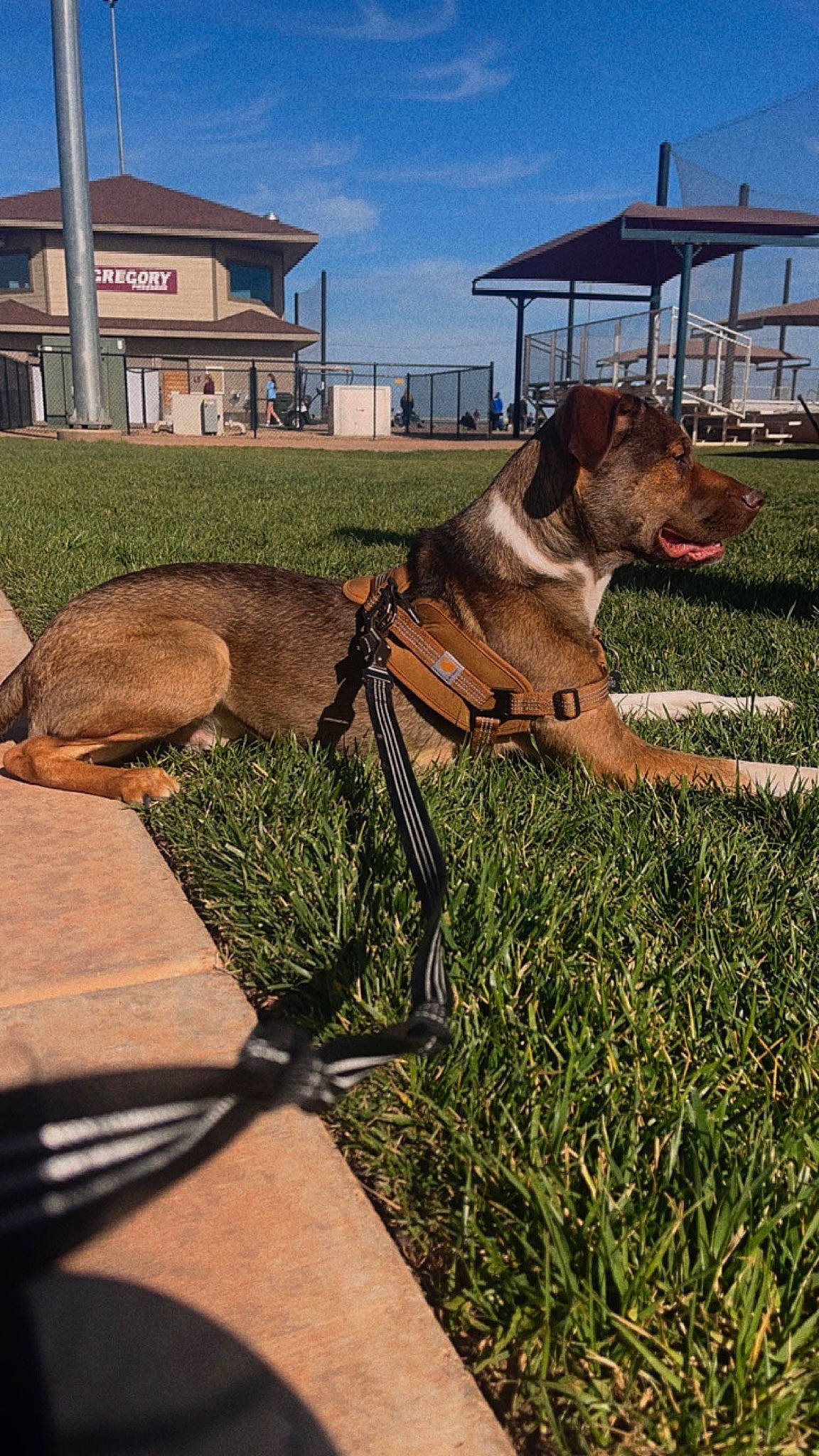 Bandit joined the competition — help win amazing prizes! canidae, carnivore, collar, companion_dog, dog, dog_breed, dog_collar, fawn, grass, landscape, leash, liver, pet_supply, plant, sky, snout, sporting_group, tail, wood, working_animal