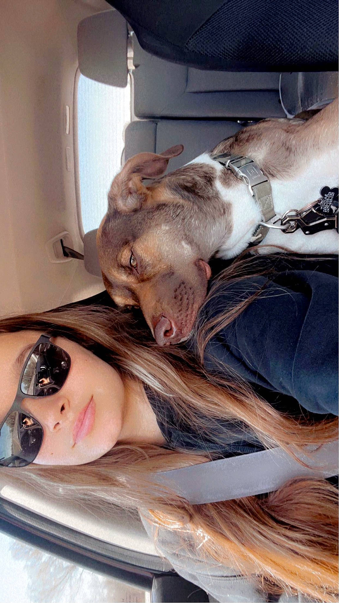 Bandit joined the competition — help win amazing prizes! canidae, carnivore, comfort, companion_dog, dog, dog_breed, eyelash, eyewear, fawn, flesh, fur, happy, human_leg, jaw, selfie, smile, snout, sunglasses, whiskers, window