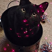 Jett is registered to the contest to win money with this photo: cat, black_cat, pet, animal, feline, sitting, green_eyes, pointed_ears, whiskers, fur, indoor, carpet, metal_container, tinsel, laser_lights, pink_lights, holiday, close_up, portrait, playful