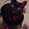 cat, black_cat, pet, animal, feline, sitting, green_eyes, pointed_ears, whiskers, fur, indoor, carpet, metal_container, tinsel, laser_lights, pink_lights, holiday, close_up, portrait, playful