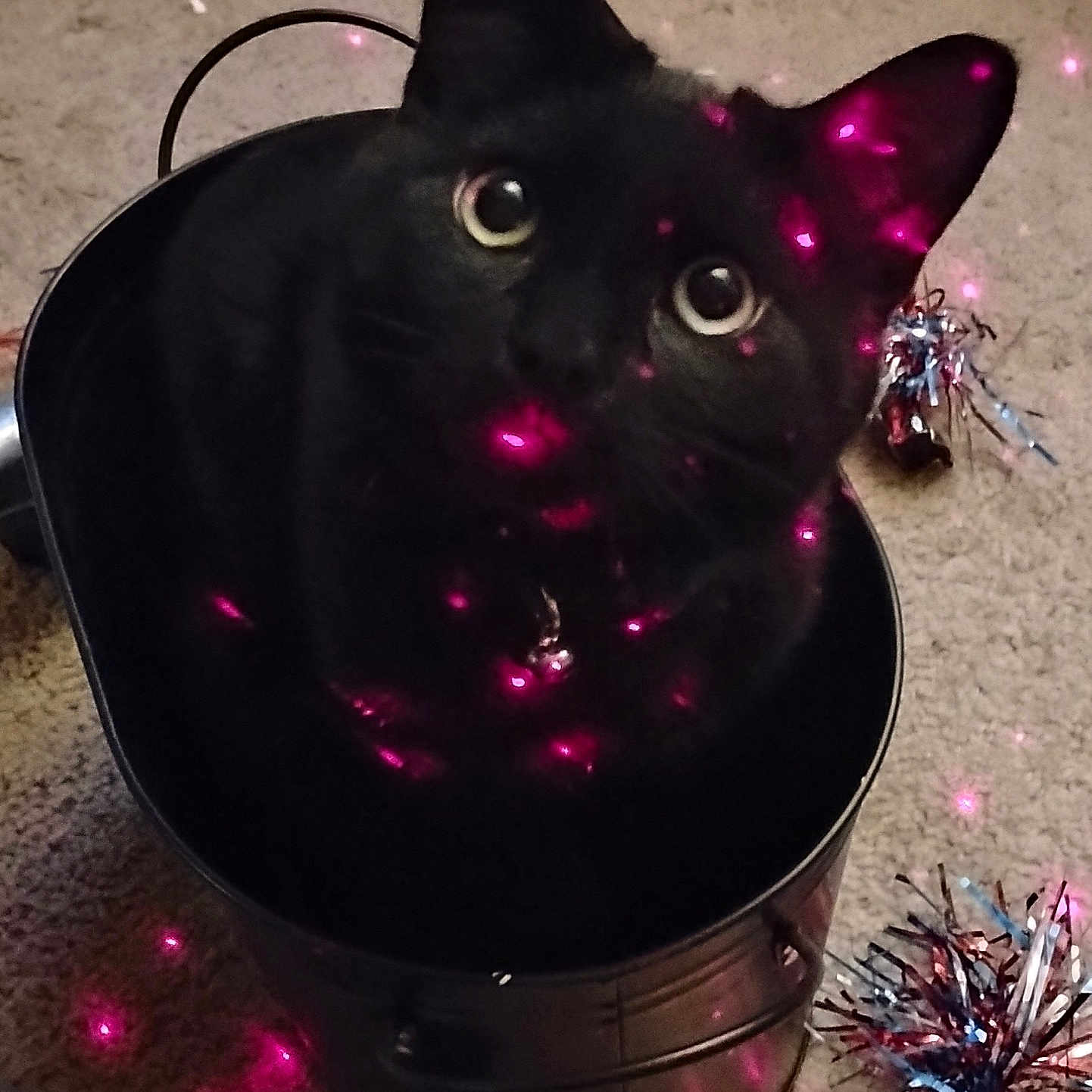 Jett is registered to the contest to win money with this photo: cat, black_cat, pet, animal, feline, sitting, green_eyes, pointed_ears, whiskers, fur, indoor, carpet, metal_container, tinsel, laser_lights, pink_lights, holiday, close_up, portrait, playful