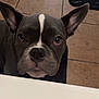 dog, french_bulldog, pet, curious, ears, face, indoor, tile_floor, toilet_paper, black_mat, white_marking, close_up, canine, animal, companion, looking_up, domestic, snout, brown, gray