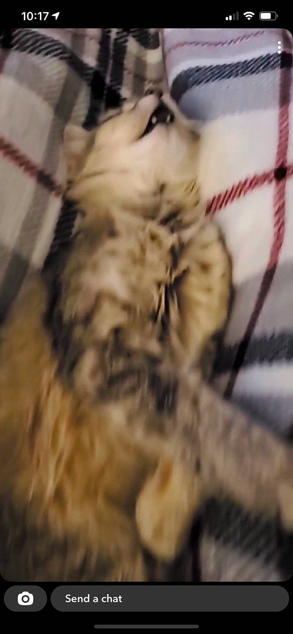 Kleo joined the competition — help win amazing prizes! canidae, carnivore, cat, claw, companion_dog, dog_breed, fawn, feather, felidae, flooring, fur, paw, small_to_medium_sized_cats, snout, sporting_group, tail, terrestrial_animal, whiskers, wire, wood