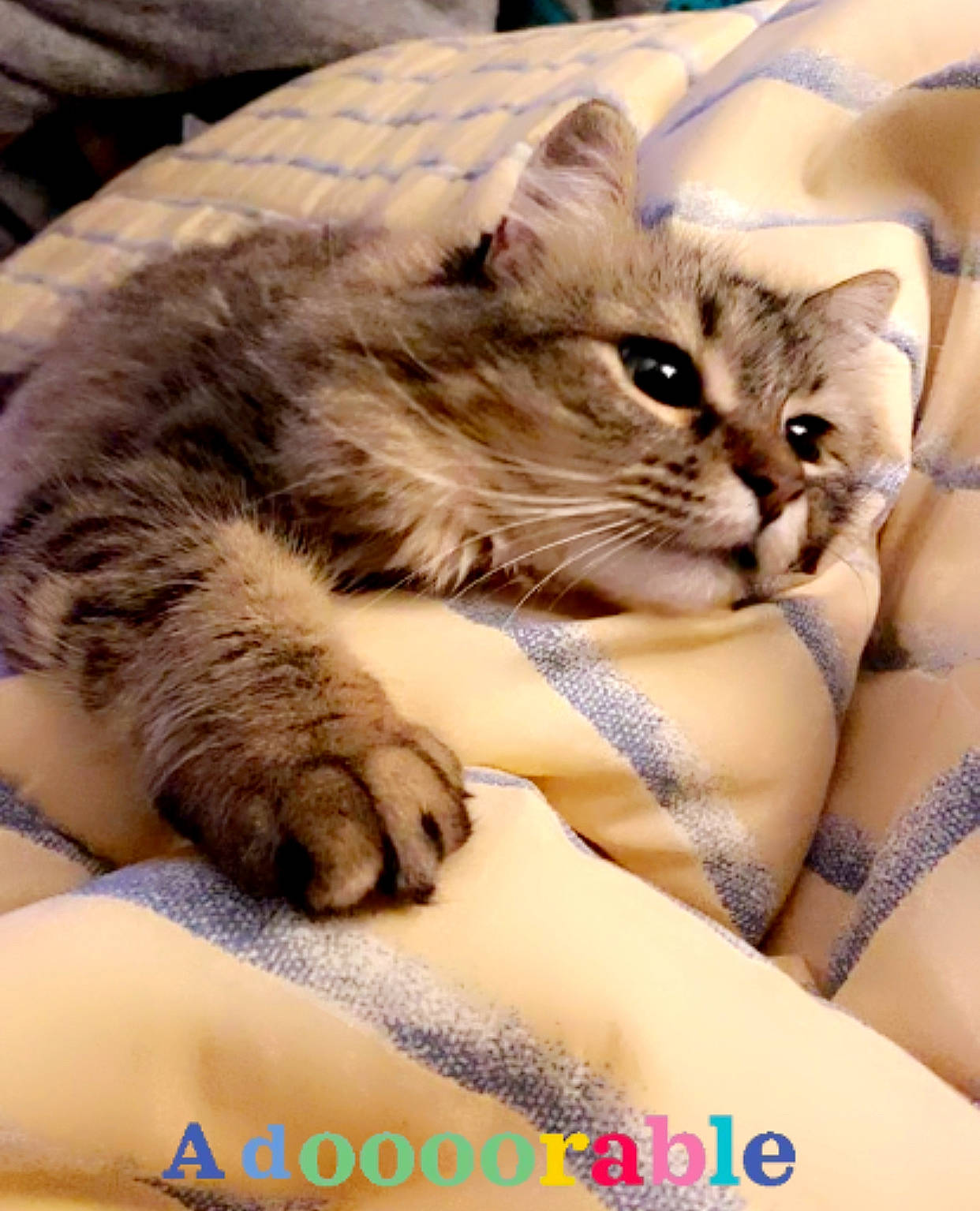 Kleo is registered to the contest to win money with this photo: bed, bracelet, carnivore, cat, claw, comfort, domestic_short_haired_cat, fawn, felidae, fur, gesture, hug, nail, paw, small_to_medium_sized_cats, whiskers, wrist