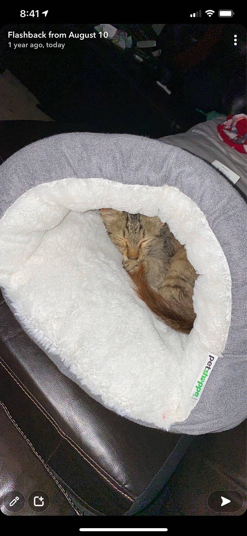 Kleo joined the competition — help win amazing prizes! bedding, blanket, carnivore, cat, cat_bed, cat_supply, comfort, domestic_short_haired_cat, felidae, fur, linens, mattress, nap, paw, pet_supply, sleep, small_to_medium_sized_cats, tail, whiskers, wood