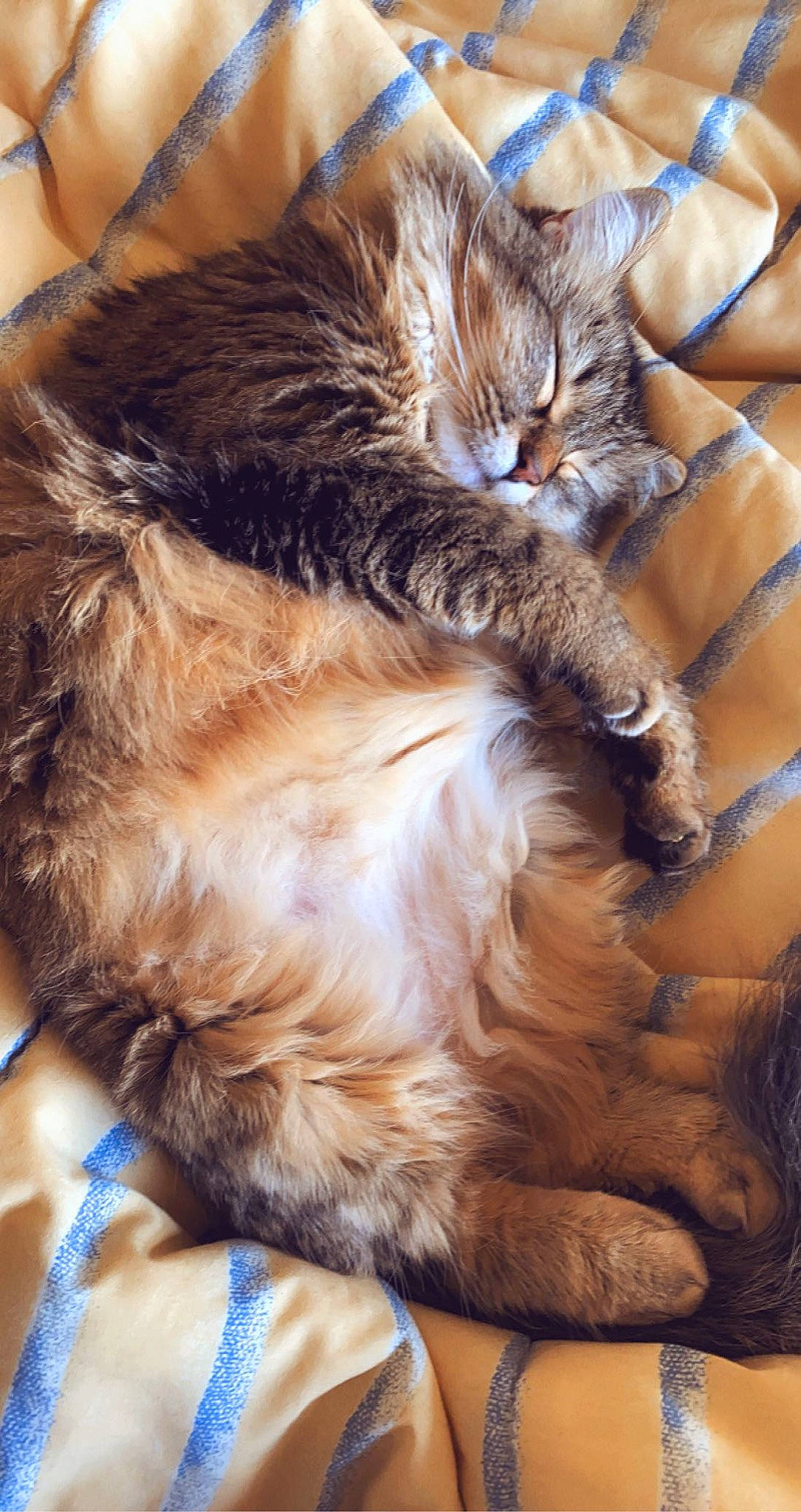 Kleo is registered to the contest to win money with this photo: carnivore, cat, claw, comfort, domestic_short_haired_cat, fawn, felidae, fur, liver, maine_coon, nap, pattern, paw, sleep, small_to_medium_sized_cats, snout, tail, whiskers, wood