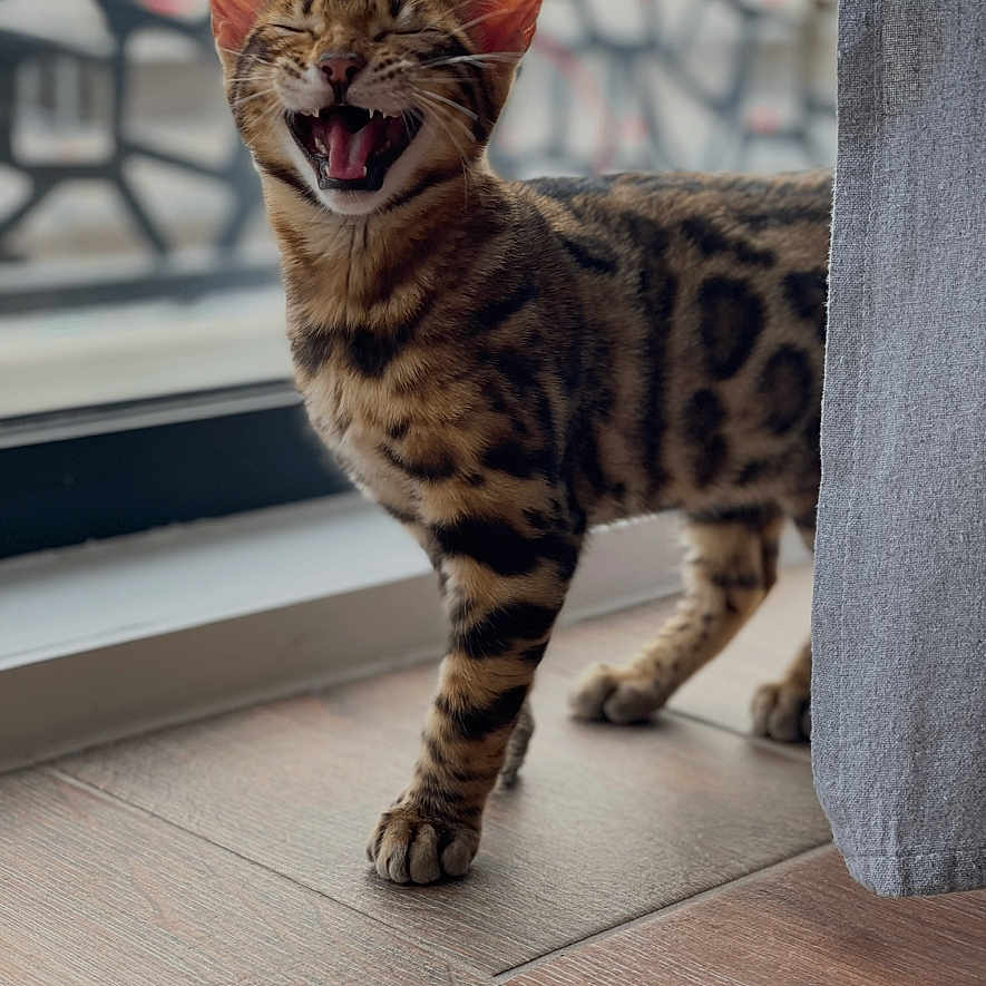 Tigrou participe au concours pour gagner de l'argent avec cette photo : animal, bengal_cat, cat, close_up, curtain, domestic_cat, ears, feline, happy, indoor, mouth_open, pet, playful, spotted, standing, striped, whiskers, window, wooden_floor, young_cat