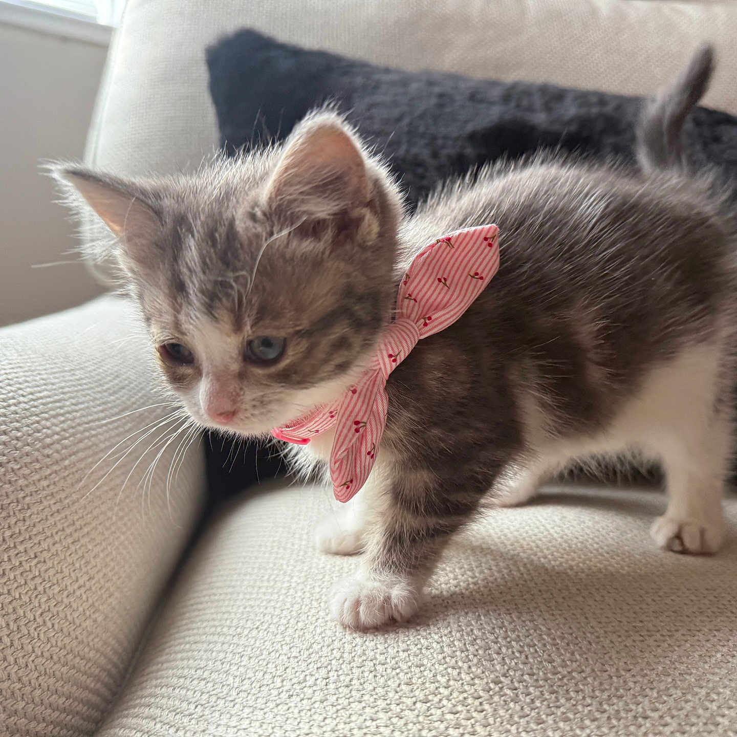 Honey is registered to the contest to win money with this photo: animal, bow, cat, couch, cozy, curious, cute, domestic, fluffy, furniture, indoor, kitten, paws, pet, pink_bow, small, soft, tail, whiskers, young