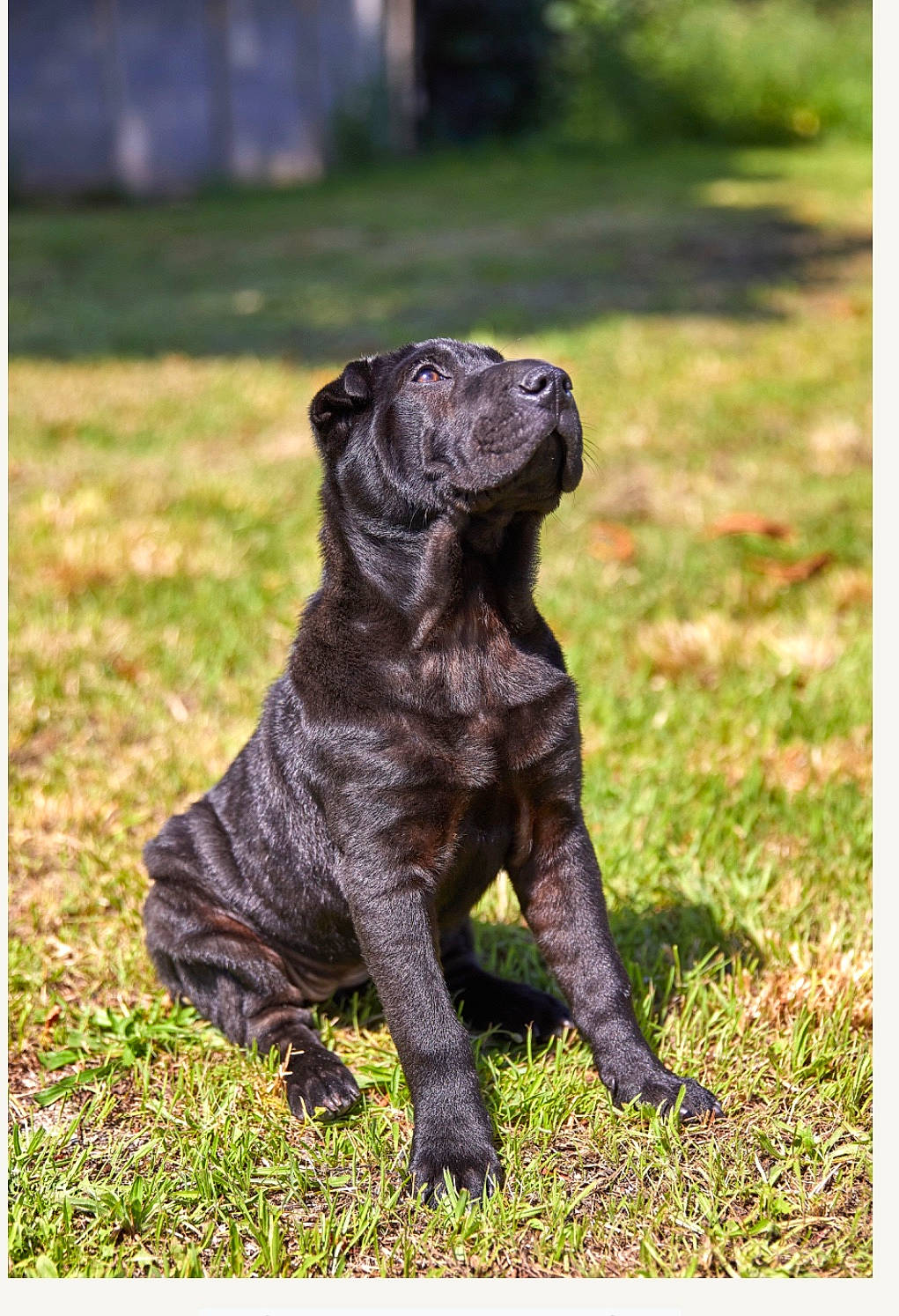 Siana participe au concours pour gagner de l'argent avec cette photo : art, big_cats, carnivore, companion_dog, dog, dog_breed, fawn, felidae, grass, lawn, liver, plant, sculpture, statue, tail, terrestrial_animal, terrier, toy, toy_dog, working_animal