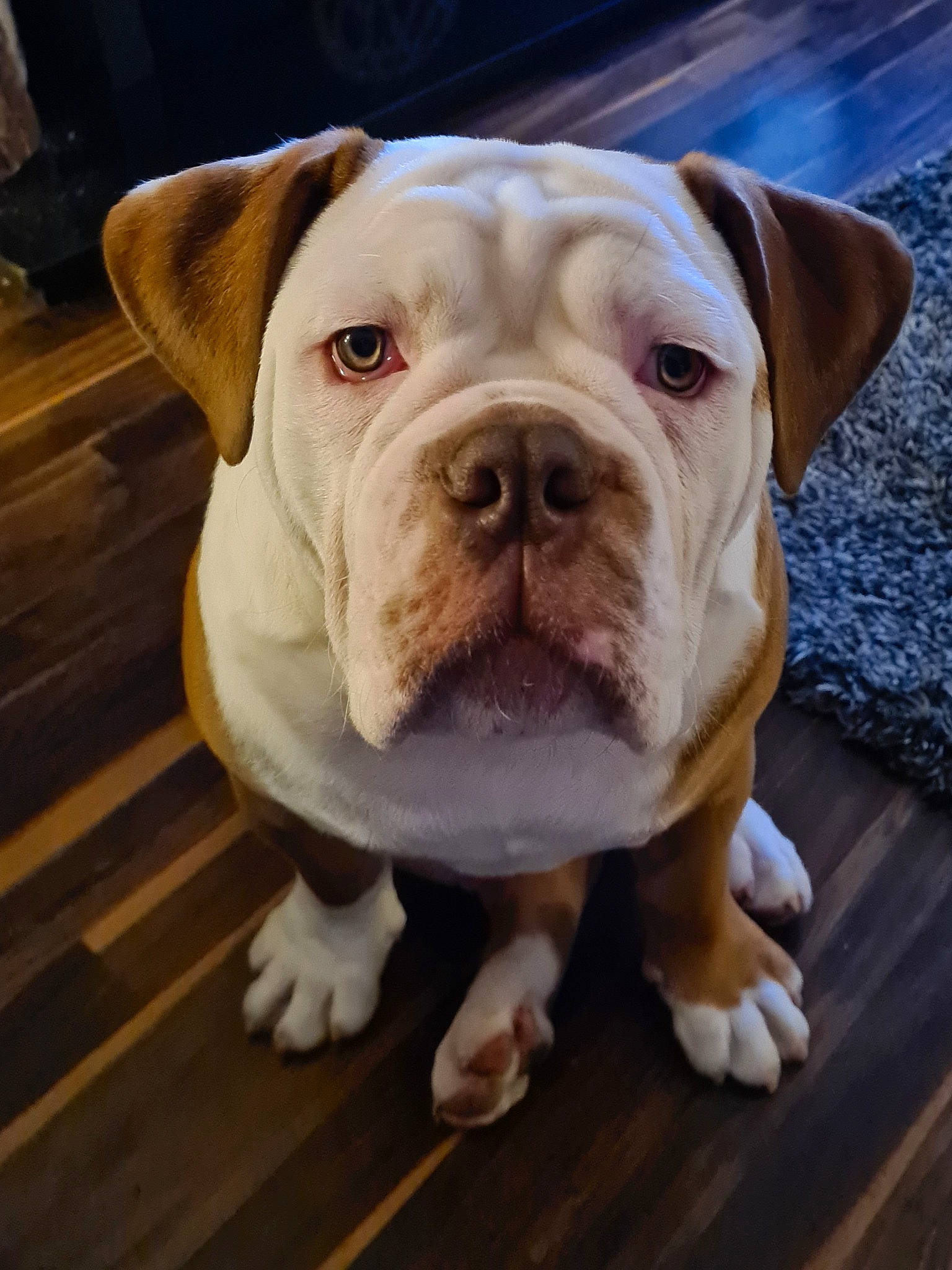 Boston joined the competition — help win amazing prizes! bulldog, canidae, carnivore, companion_dog, dog, dog_breed, fawn, flooring, hardwood, molosser, non_sporting_group, plant, snout, sporting_group, terrestrial_animal, whiskers, wood, working_animal, working_dog, wrinkle