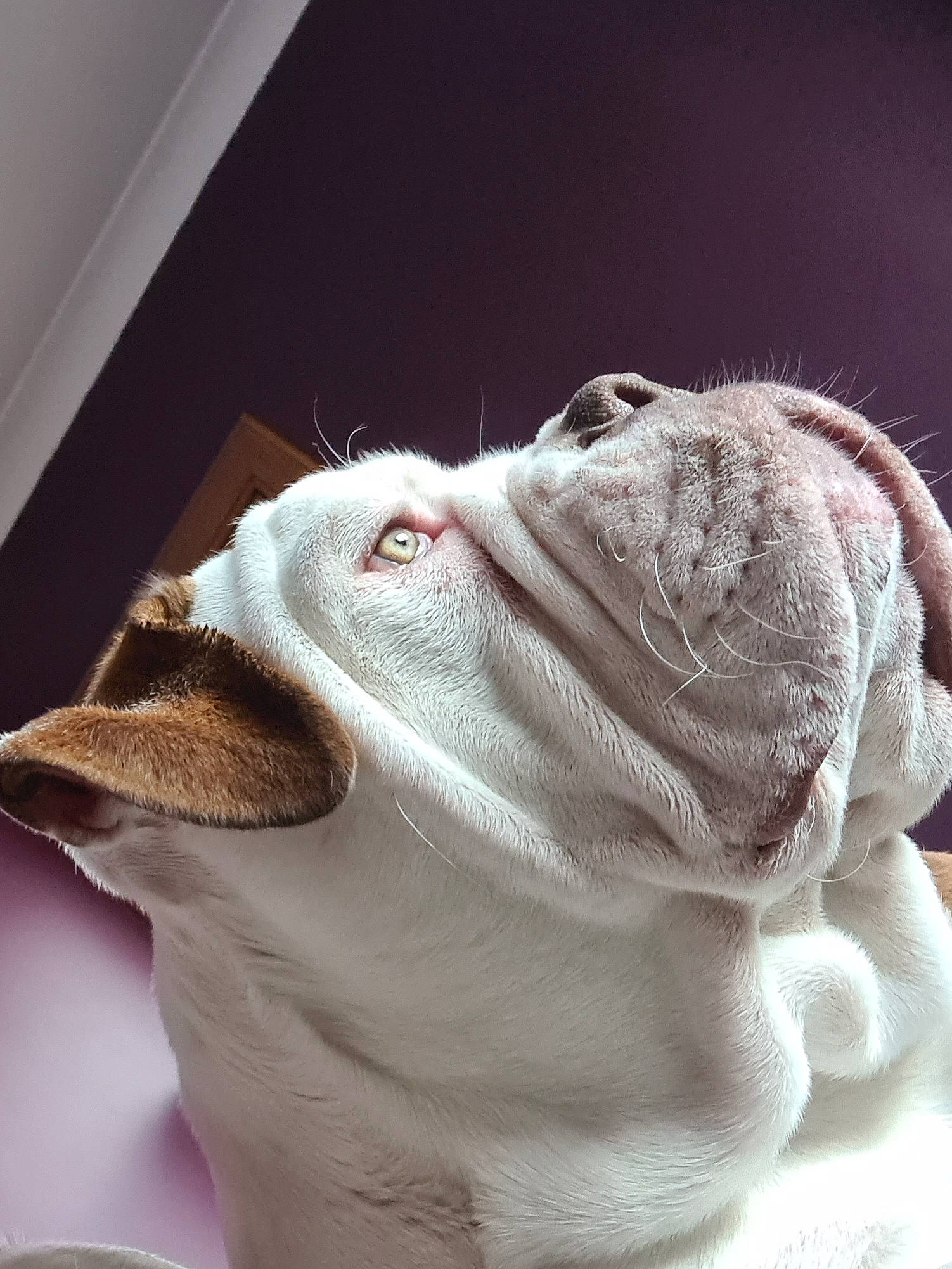 Boston is registered to the contest to win money with this photo: animal_figure, canidae, carnivore, collar, companion_dog, dog, dog_breed, dog_collar, fang, fawn, fur, jaw, liver, non_sporting_group, sporting_group, terrestrial_animal, toy, whiskers, working_animal, wrinkle