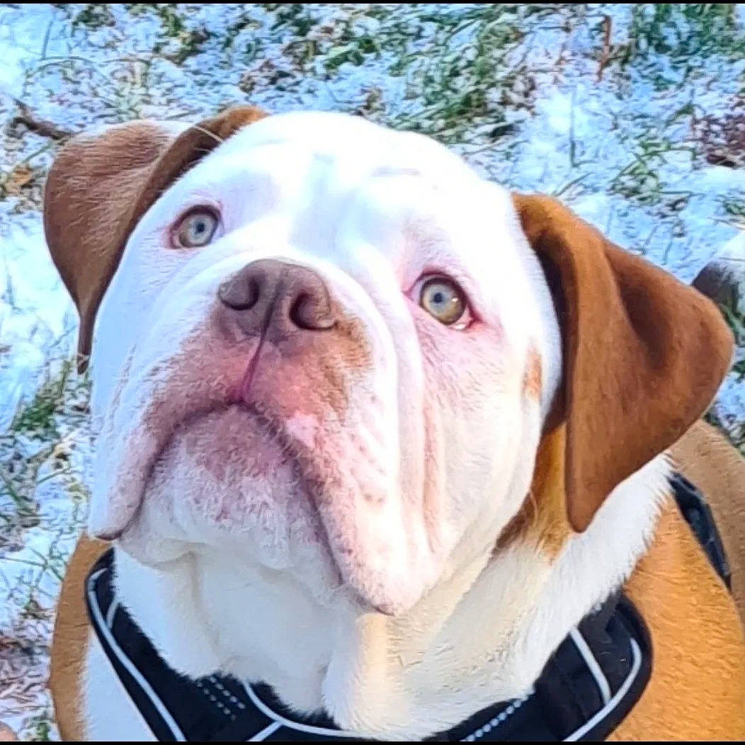 Boston is registered to the contest to win money with this photo: bulldog, carnivore, collar, comfort, companion_dog, dog, dog_breed, dog_collar, fang, fawn, fur, jaw, liver, pet_supply, plant, snout, sporting_group, whiskers, working_animal, wrinkle