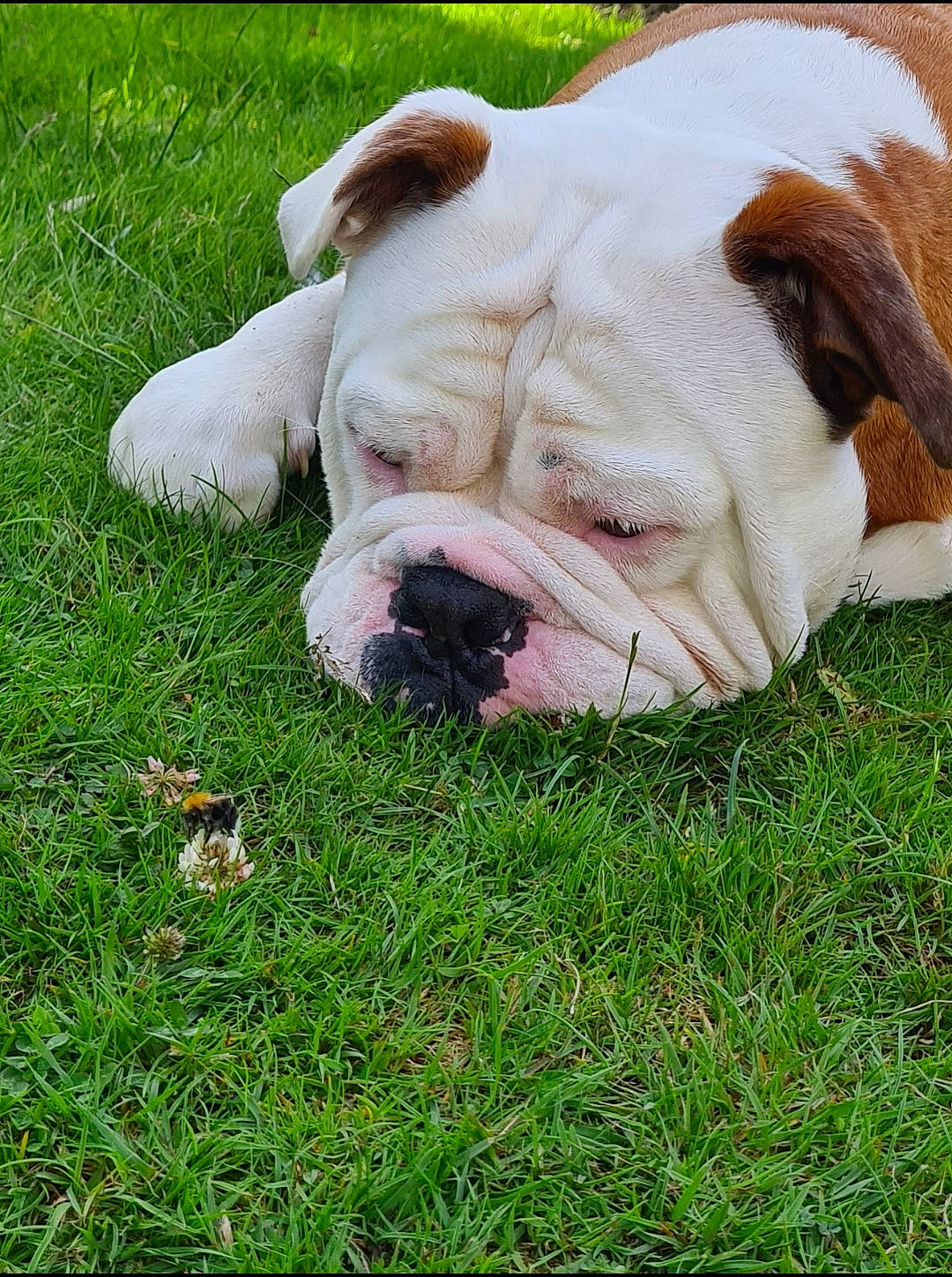 Bruno joined the competition — help win amazing prizes! bulldog, canidae, carnivore, companion_dog, dog, dog_breed, dog_supply, fawn, grass, grassland, molosser, non_sporting_group, snout, sporting_group, terrestrial_animal, white_english_bulldog, working_animal, working_dog, wrinkle