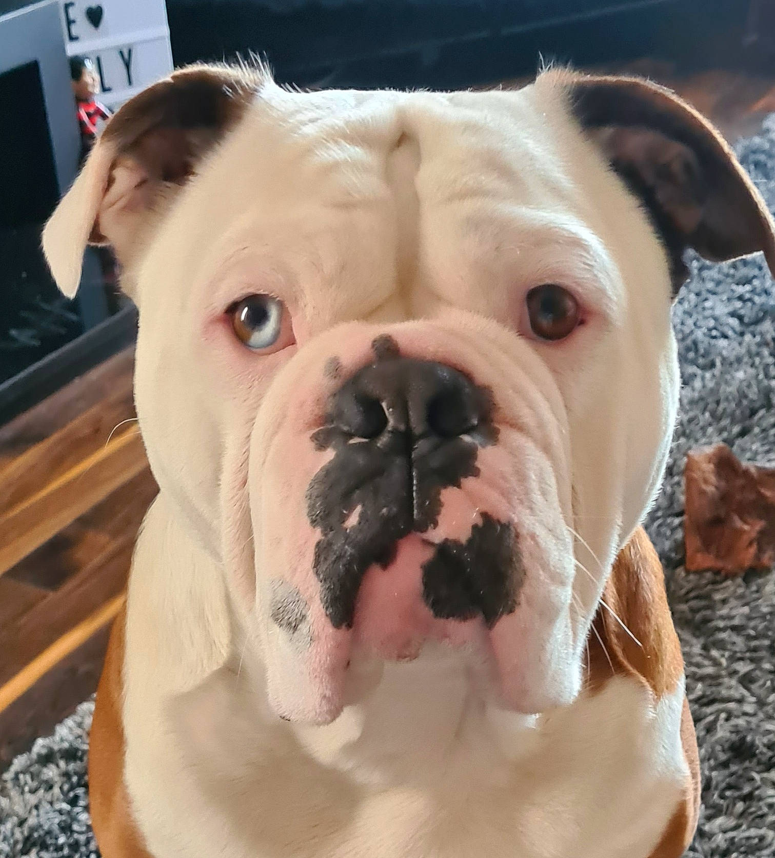 Bruno is registered to the contest to win money with this photo: bulldog, canidae, carnivore, close_up, collar, comfort, companion_dog, dog, dog_breed, dog_collar, fang, fawn, snout, sporting_group, terrestrial_animal, toy_dog, whiskers, white, working_animal, wrinkle