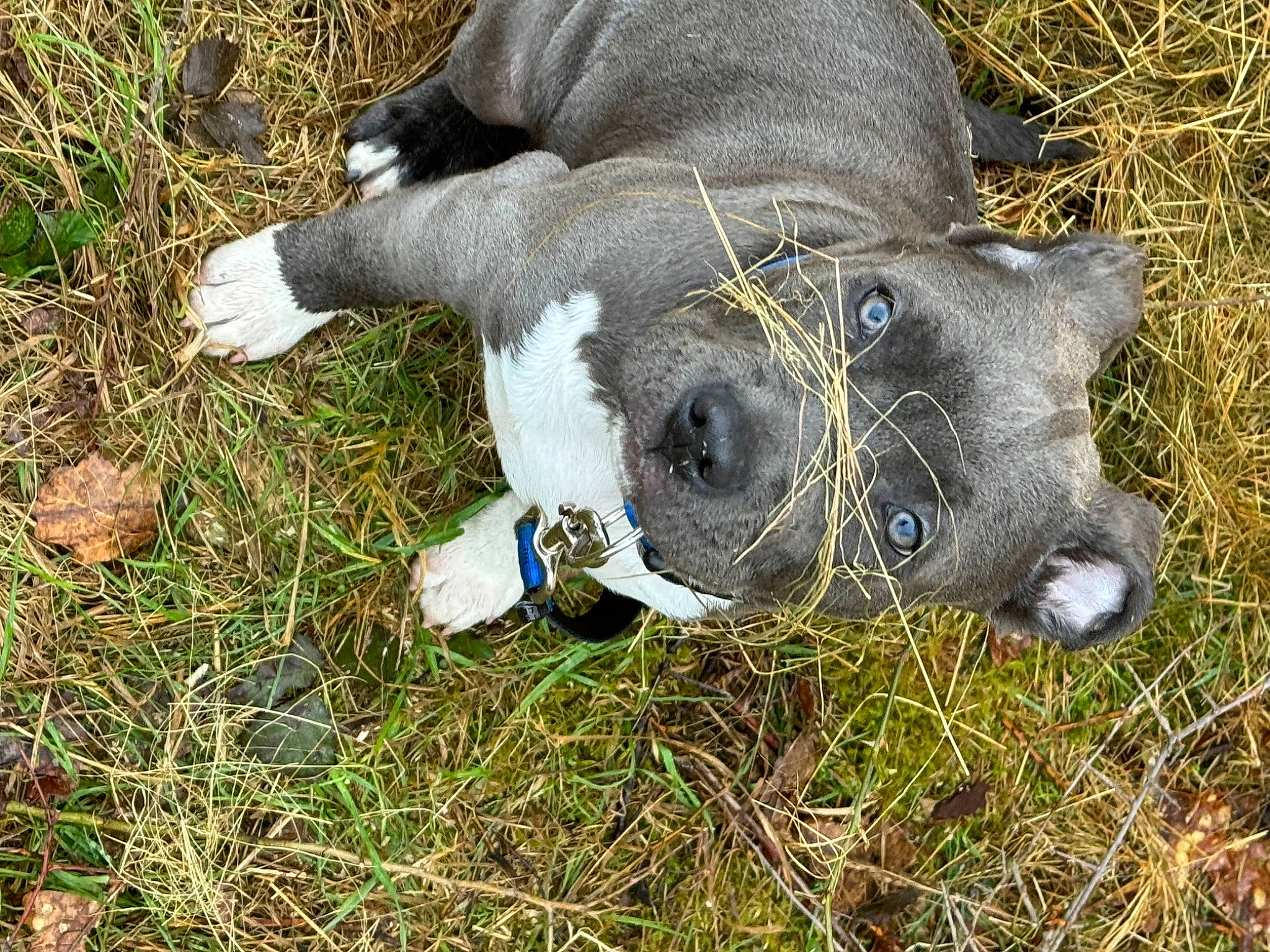 Urus participe au concours pour gagner de l'argent avec cette photo : bovine, canidae, cow_goat_family, dog_breed, fawn, fur, grass, grassland, groundcover, livestock, natural_material, pasture, plant, sheep, snout, soil, sporting_group, terrestrial_animal, wildlife, working_animal