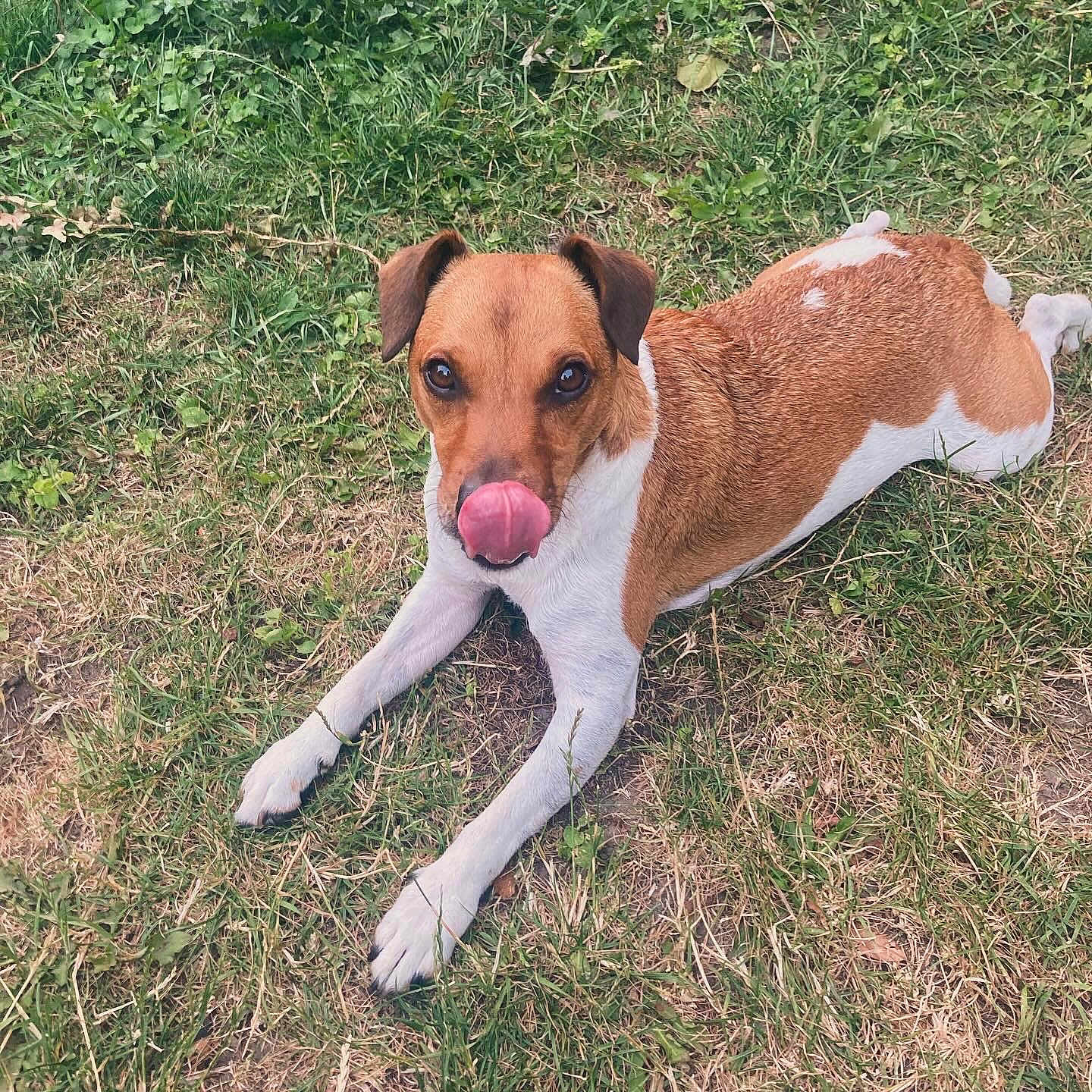 Ledley joined the competition — help win amazing prizes! accessories, animal, bodypart, boxer, bulldog, canine, dog, grass, hound, mouth, person, pet, plant, puppy, racket, sport, strap, tennis, tennisracket, tongue