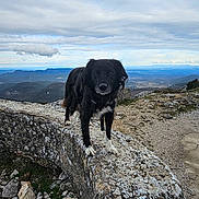 Navi participe au concours pour gagner de l'argent avec cette photo : adventure, animal, black_dog, cloudy_sky, dog, exploration, footwear, hiking_boot, landscape, mountain, nature, outdoor, pet, resting, rock, scenic, terrain, trail, travel, walking